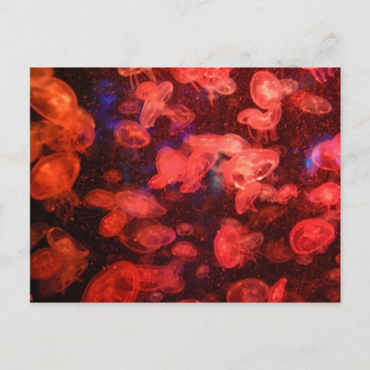 Quallyfish Postkarte (Vorderseite)