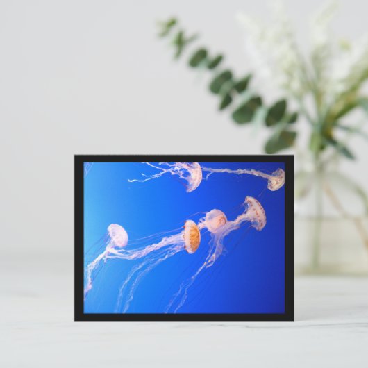 Quallyfish Postkarte (Stehend Vorderseite)