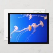 Quallyfish Postkarte (Vorne/Hinten)