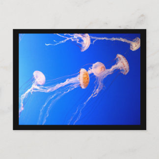 Quallyfish Postkarte