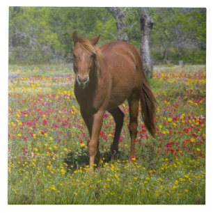 Quarter Horse auf einem Feld mit Wildblumen Fliese