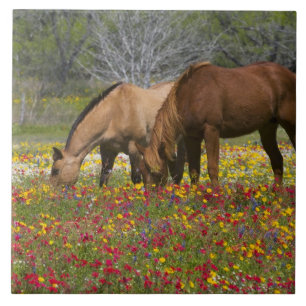 Quarter Horse auf einem Feld mit Wildblumen in der Fliese