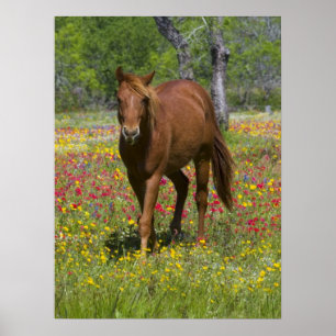 Quarter Horse auf einem Feld mit Wildblumen Poster