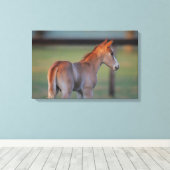 Quarter Horse Foal Leinwanddruck (Insitu (Holzboden))