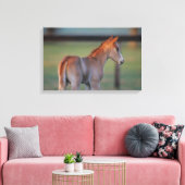 Quarter Horse Foal Leinwanddruck (Insitu (Wohnzimmer))