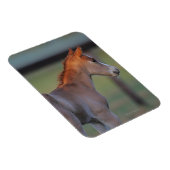 Quarter Horse Foal Magnet (Rechte Seite)