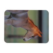Quarter Horse Foal Magnet (Horizontal)