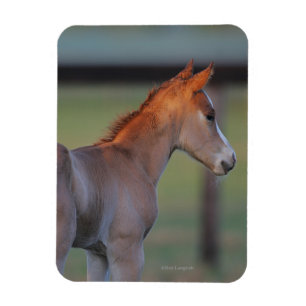 Quarter Horse Foal Magnet
