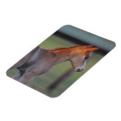 Quarter Horse Foal Magnet (Linke Seite)