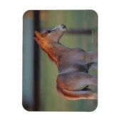 Quarter Horse Foal Magnet (Vertikal)
