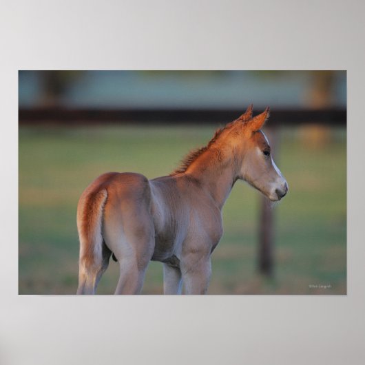 Quarter Horse Foal Poster (Vorne)