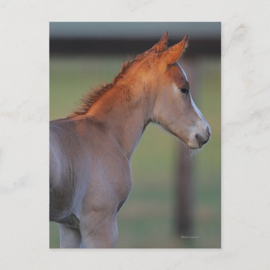 Quarter Horse Foal Postkarte (Vorderseite)