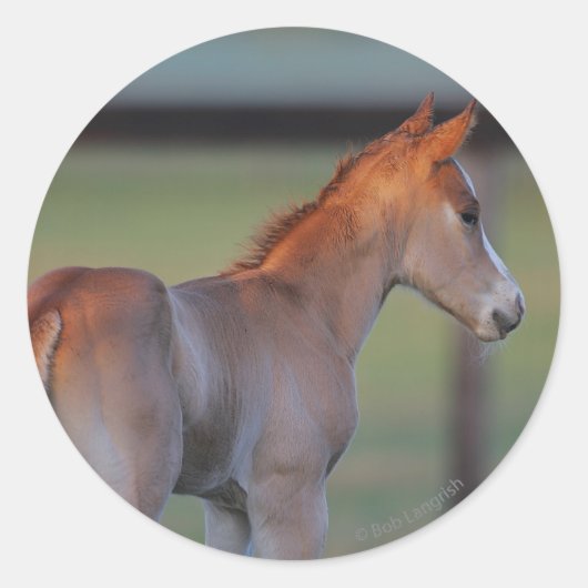 Quarter Horse Foal Runder Aufkleber (Vorderseite)