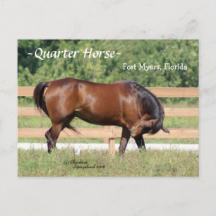 Quarter Horse Fort Myers Florida Postcard Postkarte