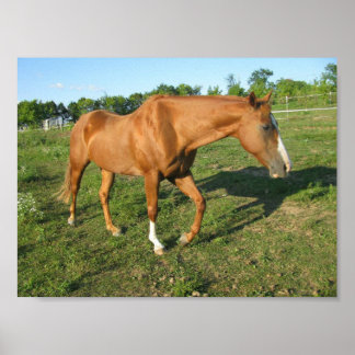Quarter Horse Gelding Poster