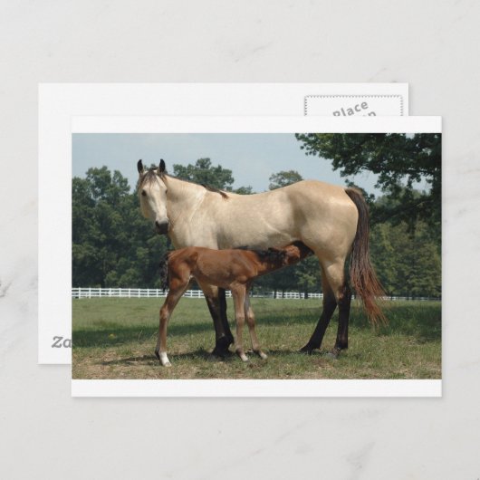 Quarter Horse Mare & Foal Postkarte (Vorne/Hinten)