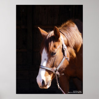 Quarter Horse Mare Großdruck Poster