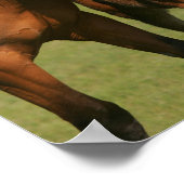 Quarter Horse Mare und Fohlen Stehend Poster (Ecke)