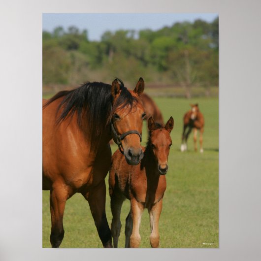 Quarter Horse Mare und Fohlen Stehend Poster (Vorne)