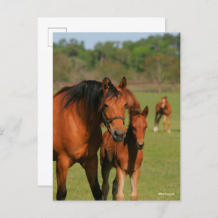 Quarter Horse Mare und Fohlen Stehend Postkarte