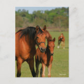 Quarter Horse Mare und Fohlen Stehend Postkarte (Vorderseite)