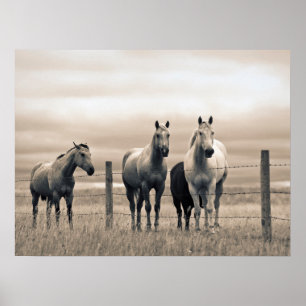 Quarter Horses in der kanadischen Prärie Poster