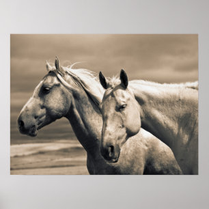Quarter Horses in der kanadischen Prärie Poster