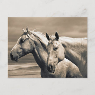 Quarter Horses in der kanadischen Prärie Postkarte