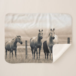 Quarter Horses in der kanadischen Prärie Sherpadecke