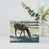 Quarter Paso Colt Grazing Postkarte (Stehend Vorderseite)