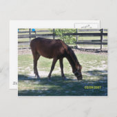 Quarter Paso Colt Grazing Postkarte (Vorne/Hinten)