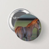 Quarterhorse-Fohlen Button (Vorne & Hinten)