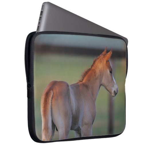 Quarterhorse-Fohlen Laptopschutzhülle (Vorne Rechts)