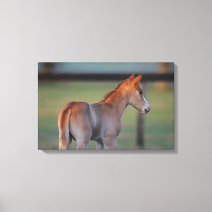 Quarterhorse-Fohlen Leinwanddruck