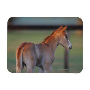 Quarterhorse-Fohlen Magnet