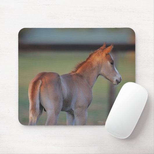 Quarterhorse-Fohlen Mousepad (Mit Mouse)