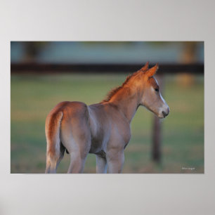 Quarterhorse-Fohlen Poster