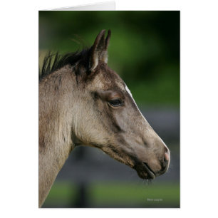 Quarterhorse-FohlenHeadshot