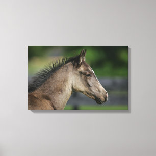 Quarterhorse-FohlenHeadshot Leinwanddruck
