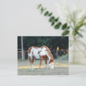 Quarterpferd 2 postkarte (Stehend Vorderseite)