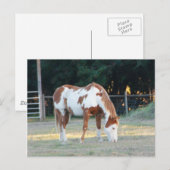 Quarterpferd 2 postkarte (Vorne/Hinten)