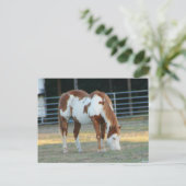 Quarterpferd 3 postkarte (Stehend Vorderseite)