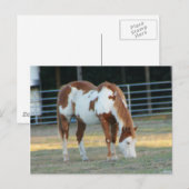 Quarterpferd 3 postkarte (Vorne/Hinten)