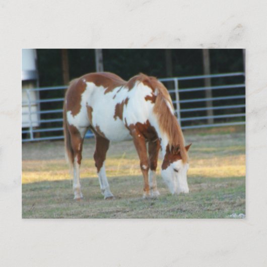 Quarterpferd 3 postkarte (Vorderseite)