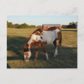 Quarterpferd 4 postkarte (Vorderseite)