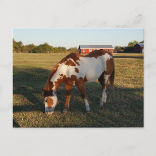 Quarterpferd 4 postkarte (Vorderseite)