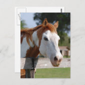 Quarterpferd Postkarte (Vorne/Hinten)