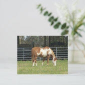 Quarterpferd Postkarte (Stehend Vorderseite)