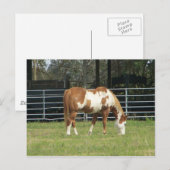 Quarterpferd Postkarte (Vorne/Hinten)