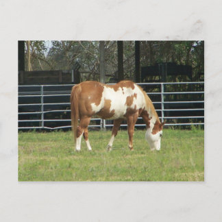 Quarterpferd Postkarte